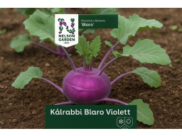 Produktguide testar Kålrabbi Blaro Violett
